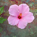 Florida Pink Hibiscus